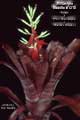 Billbergia Beadle #1310