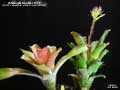 Billbergia Beadle #1331