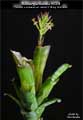 Billbergia Beadle #1331