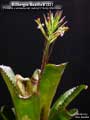 Billbergia Beadle #1331