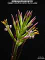 Billbergia Beadle #1331