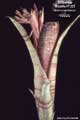 Billbergia Beadle #1333