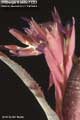Billbergia Beadle #1333