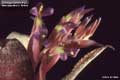 Billbergia Beadle #1333