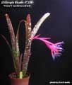 Billbergia Beadle #1336