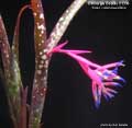 Billbergia Beadle #1336