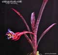 Billbergia Beadle #1339