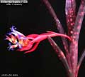 Billbergia Beadle #1339