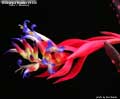 Billbergia Beadle #1339