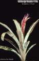 Billbergia Beadle #1345