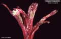 Billbergia Beadle 1369