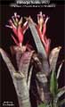 Billbergia Beadle 1377