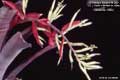 Billbergia Beadle 1390