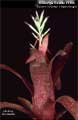 Billbergia Beadle 1406