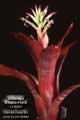 Billbergia Beadle #1410