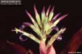 Billbergia Beadle #1410