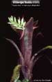 Billbergia Beadle #1410