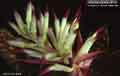 Billbergia Beadle #1410