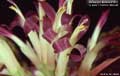 Billbergia Beadle #1410