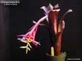 Billbergia Beadle #1411