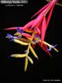 Billbergia Beadle #1411