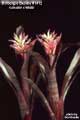 Billbergia Beadle #1412