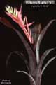 Billbergia Beadle #1412
