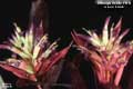 Billbergia Beadle #1412