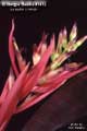 Billbergia Beadle #1412