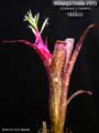 Billbergia Beadle #1413