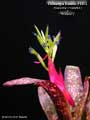 Billbergia Beadle #1413