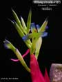 Billbergia Beadle #1413