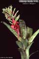 Billbergia Beadle #1415