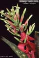 Billbergia Beadle #1415