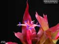 Billbergia Beadle #1417
