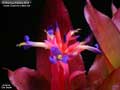 Billbergia Beadle #1417