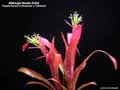 Billbergia Beadle #1422