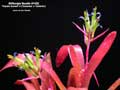 Billbergia Beadle #1422