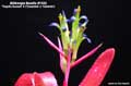 Billbergia Beadle #1422