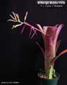 Billbergia Beadle #1428