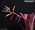 Billbergia Beadle #1428