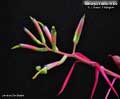 Billbergia Beadle #1428