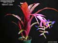 Billbergia Beadle #1441