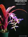 Billbergia Beadle #1441