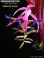 Billbergia Beadle #1441