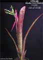 Billbergia Beadle #1444 Clone 2