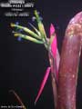 Billbergia Beadle #1444 Clone 2