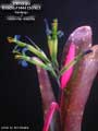 Billbergia Beadle #1444 Clone 2