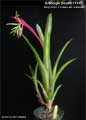 Billbergia Beadle #1445