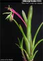 Billbergia Beadle #1445
